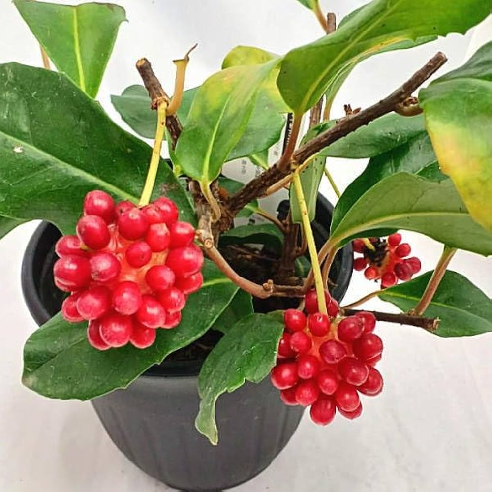 Amazon.co.jp: 美男カズラ（美男葛）鉢植え 高さ30サイズ ミニ